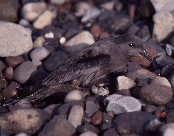 Bulwer's Petrel - Georges Olioso