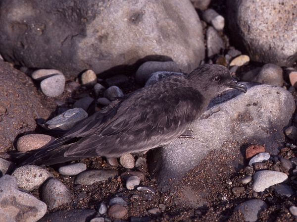 Berta di Bulwer - ML724970