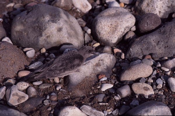 Berta di Bulwer - ML724971