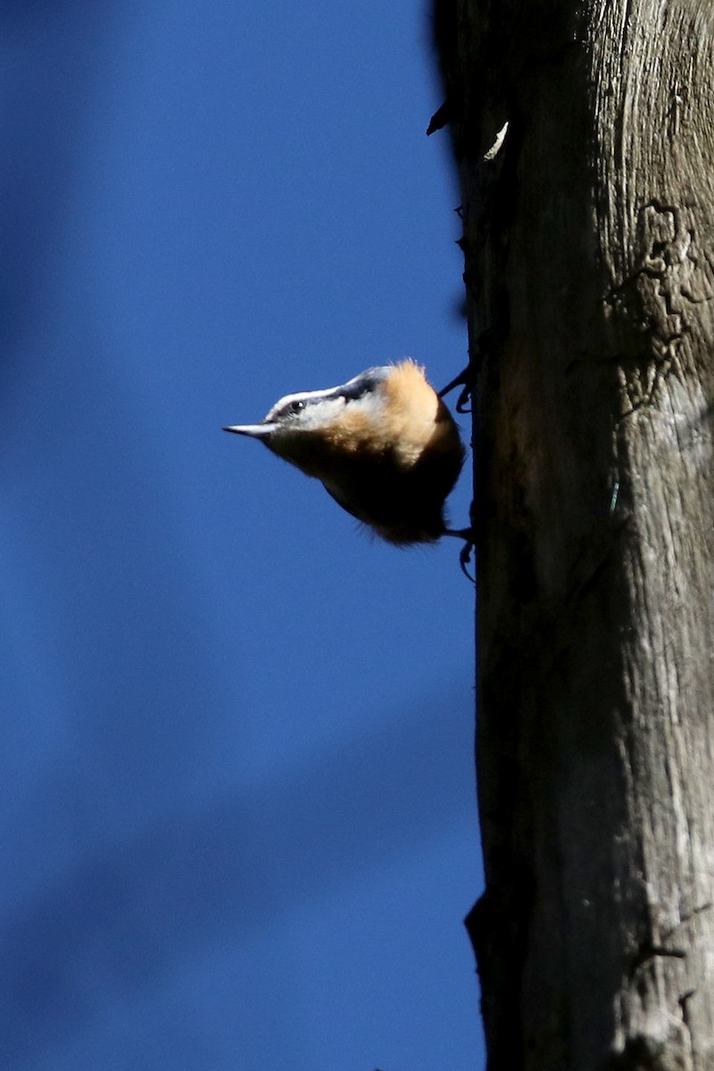 Red-breasted Nuthatch - ML72497751
