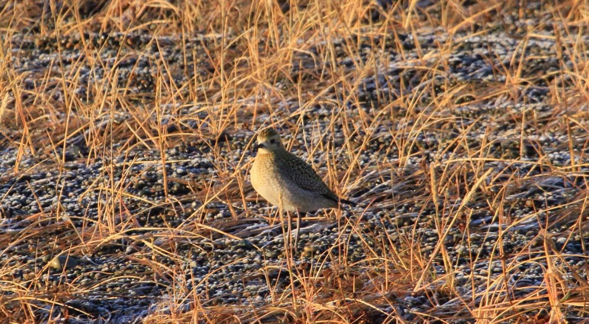 Urre-txirri siberiarra - ML72498681