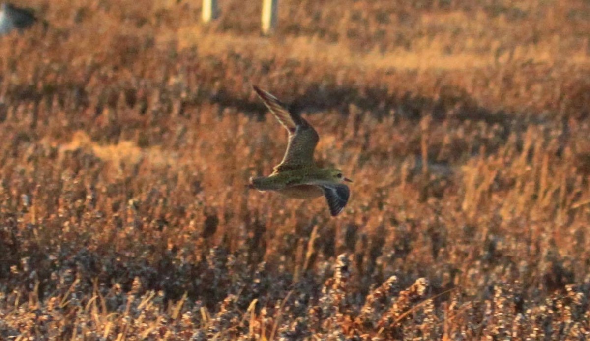 Pacific Golden-Plover - Paul Lehman