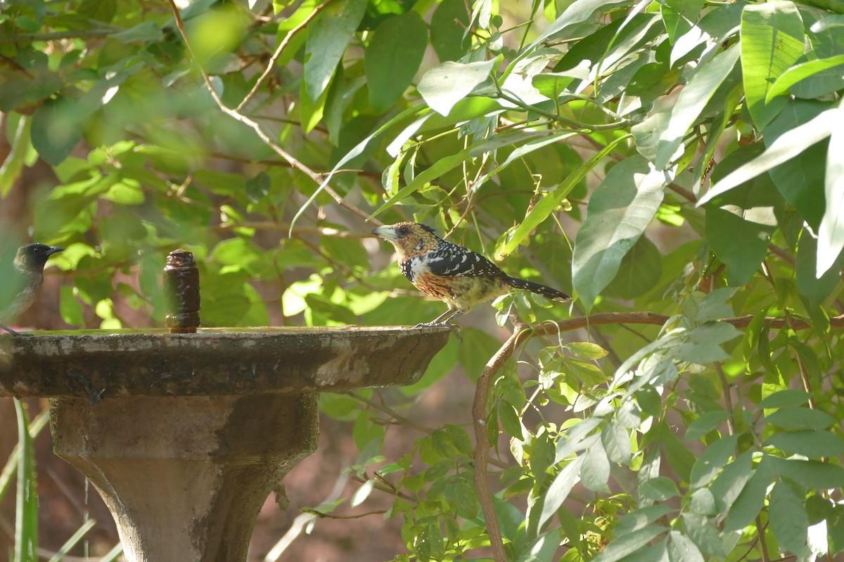 Crested Barbet - ML72498981