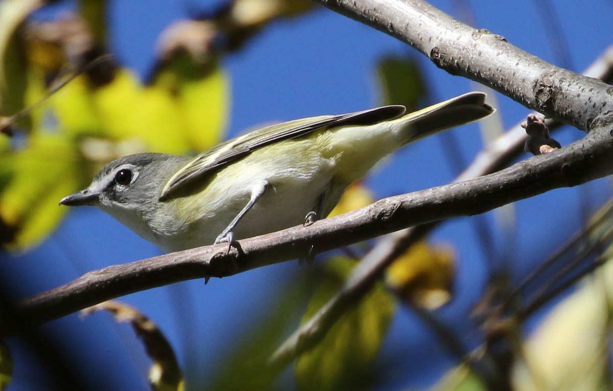 Blue-headed Vireo - Karen & Tom Beatty