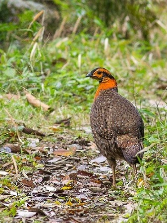 Sarı Yüzlü Tragopan - ML725010