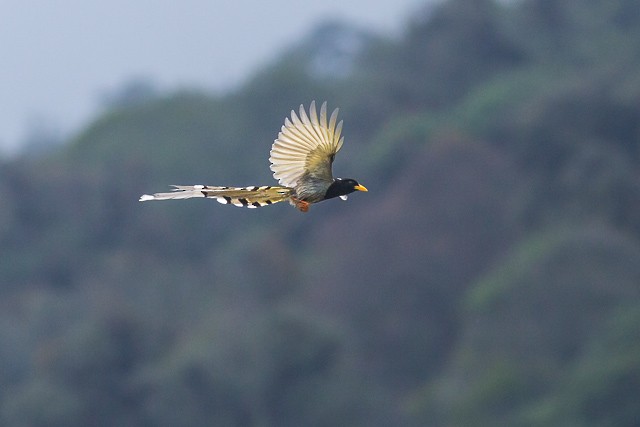 Yellow-billed Blue-Magpie - ML725011