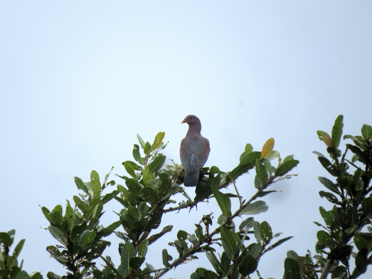 Желтоклювый голубь - ML72502801