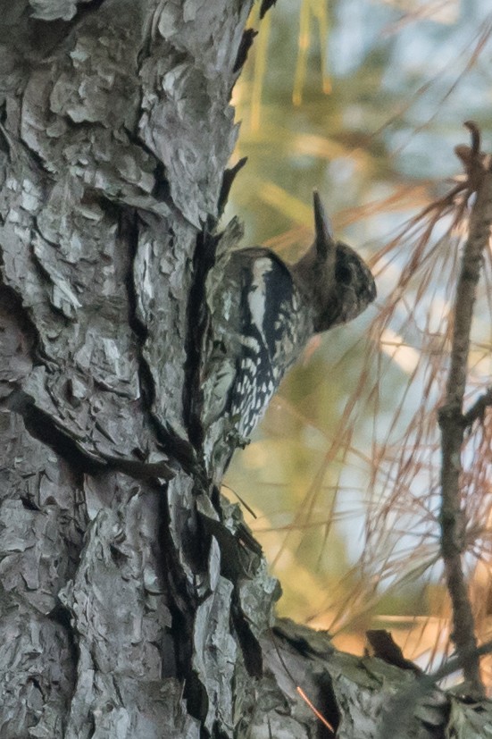 Yellow-bellied Sapsucker - ML72504701