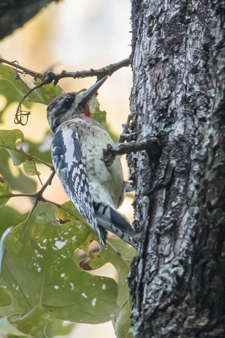 Yellow-bellied Sapsucker - ML72504711