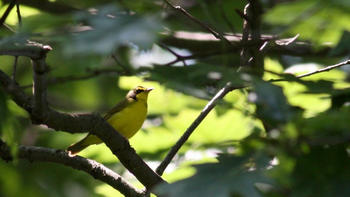 Kentucky Warbler - Jay McGowan