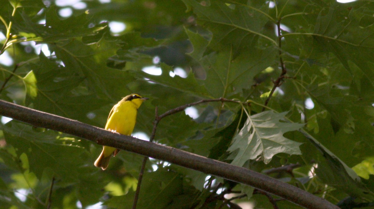 Kentucky Warbler - ML72505971