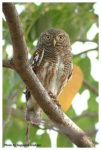 Asian Barred Owlet - Suppalak Klabdee