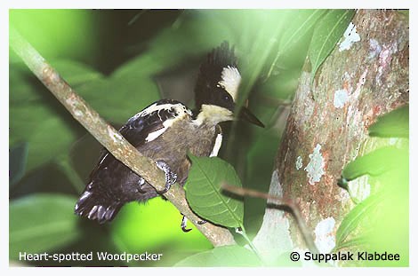 Heart-spotted Woodpecker - ML725068