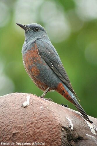 藍磯鶇 - ML725077