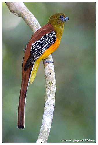Orange-breasted Trogon (Spice) - ML725079