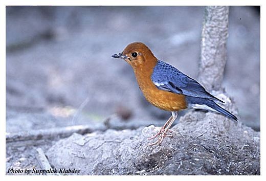 橙頭地鶇(citrina群) - ML725080