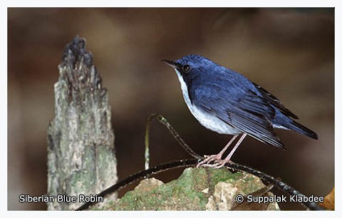 Siberian Blue Robin - Suppalak Klabdee
