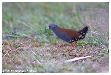 Black-tailed Crake - ML725083