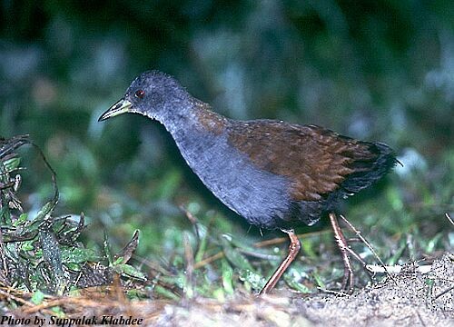Black-tailed Crake - ML725084