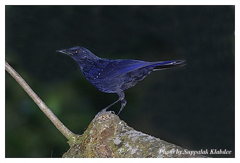 白斑紫嘯鶇(黑嘴) - ML725085