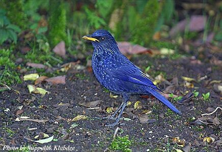 白斑紫嘯鶇(黃嘴) - ML725086