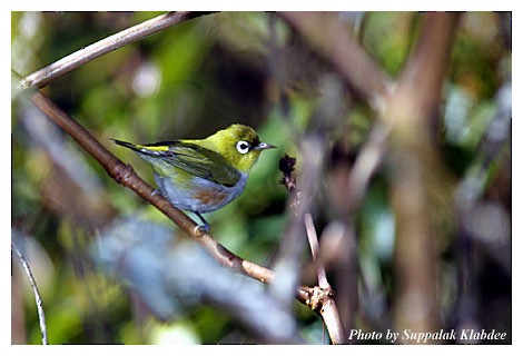紅脇繡眼 - ML725087