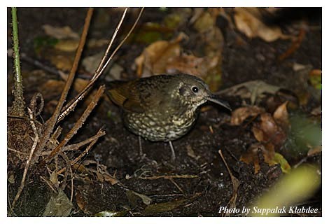 Dark-sided Thrush - ML725088