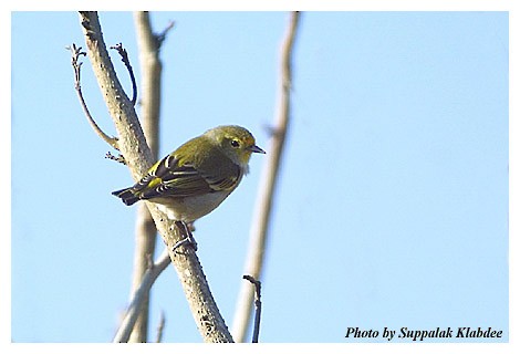 Fire-capped Tit - ML725089