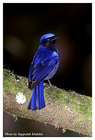 Large Niltava - ML725090