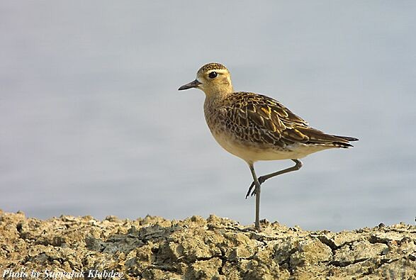 太平洋金斑鴴 - ML725093