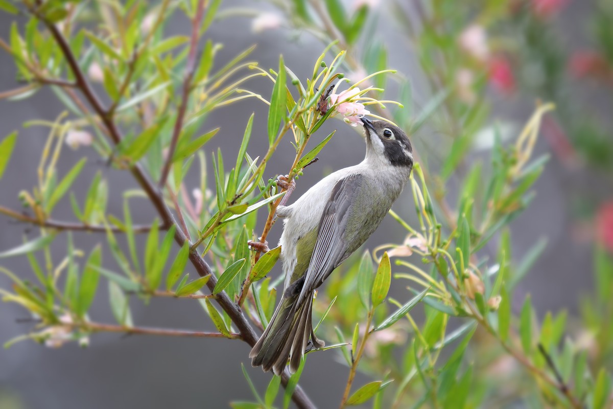 Brown-headed Honeyeater - ML72510481