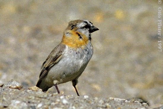 Blanford's Snowfinch - ML725113