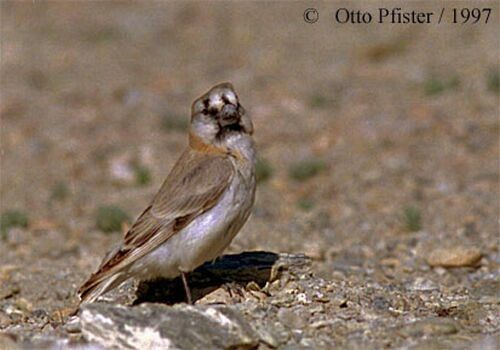 Blanford's Snowfinch - ML725114