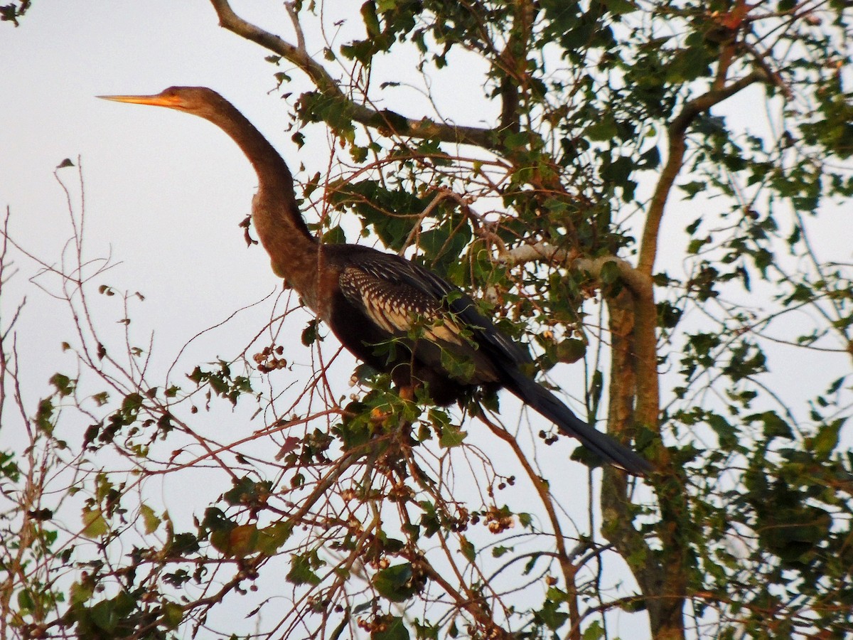 Anhinga - ML72511801