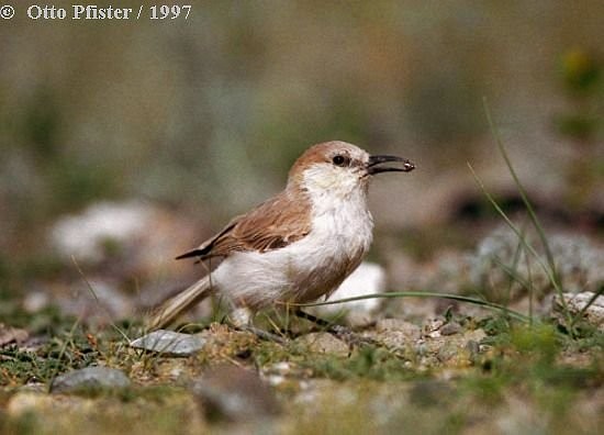 Ground Tit - ML725128