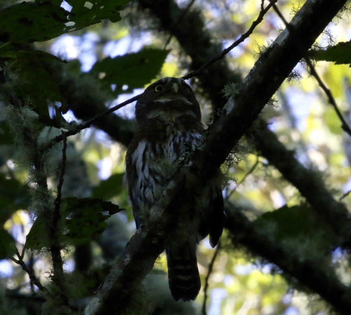 Northern Pygmy-Owl - Dan Waggoner