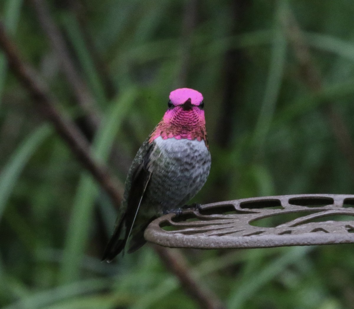 Colibrí de Anna - ML72513311