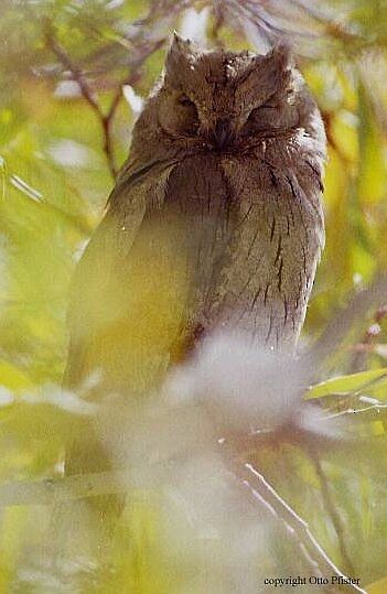 Pallid Scops-Owl - ML725134