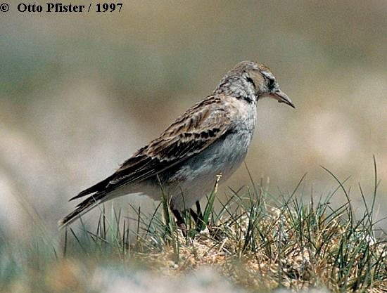 Tibetan Lark - ML725136
