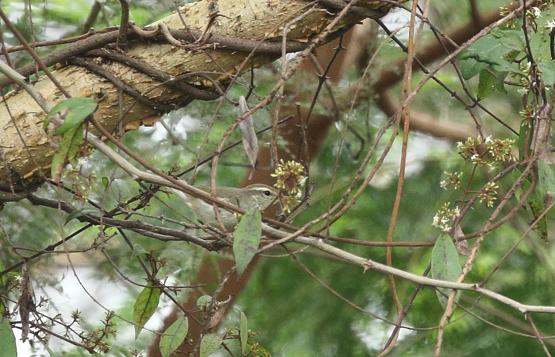 Mosquitero Verdoso - ML72513851