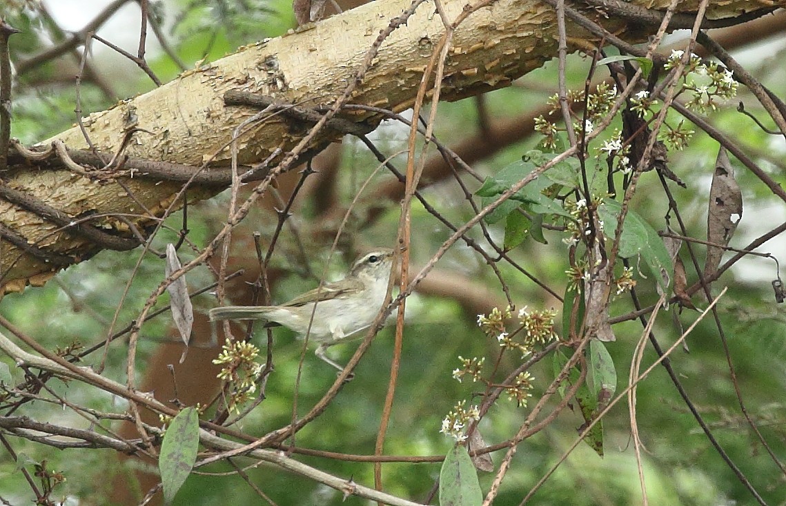 Mosquitero Verdoso - ML72513861