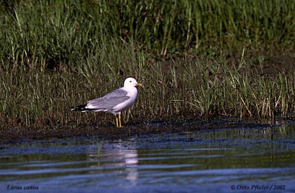 Common Gull - ML725139