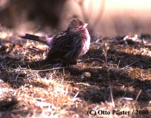 Himalayan Beautiful Rosefinch - ML725146