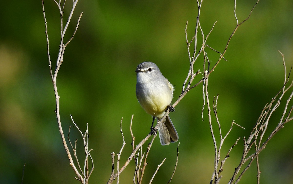 White-crested Tyrannulet (Sulphur-bellied) - Pablo Alejandro Pla