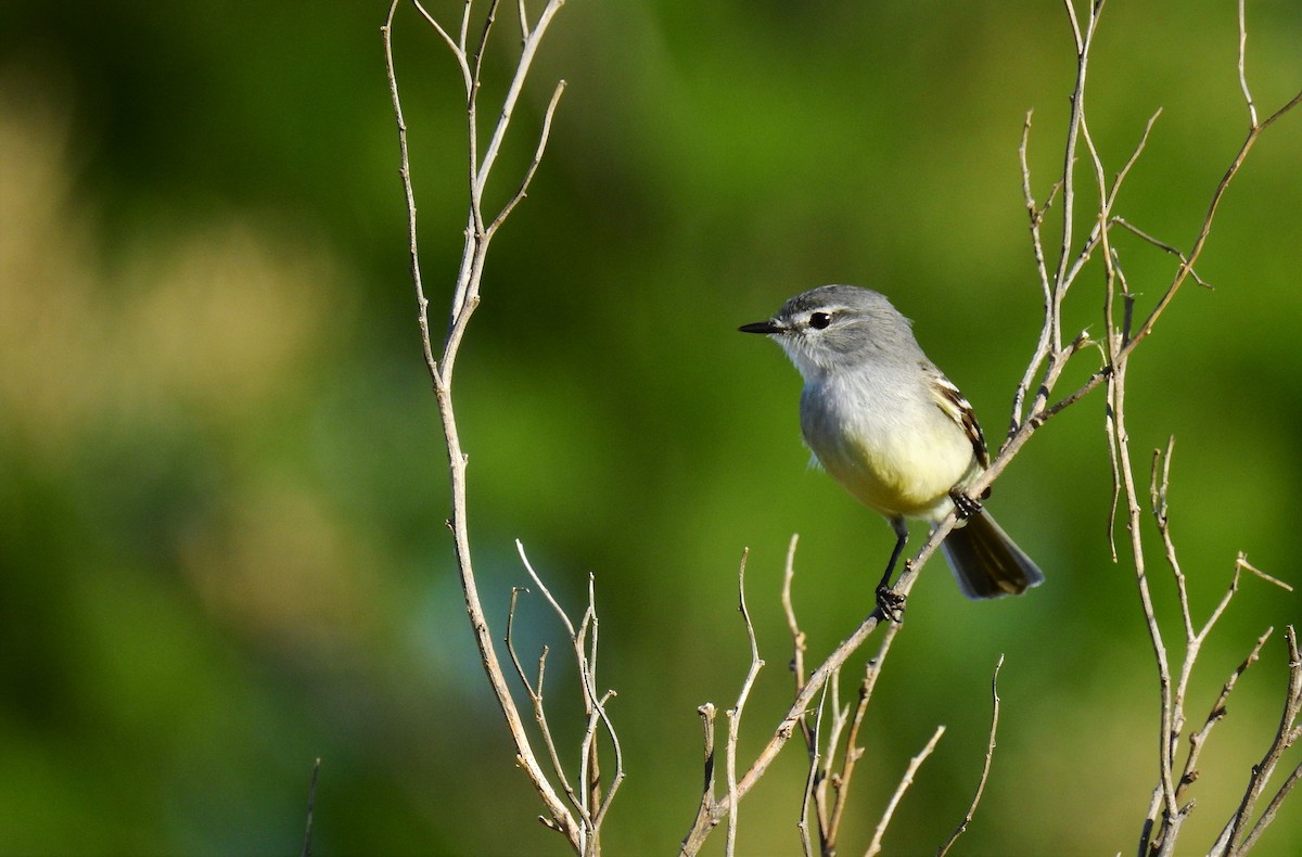 White-crested Tyrannulet (Sulphur-bellied) - ML72514621