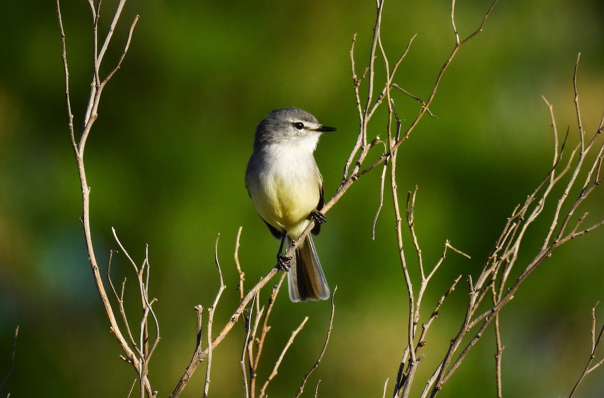 White-crested Tyrannulet (Sulphur-bellied) - ML72514631