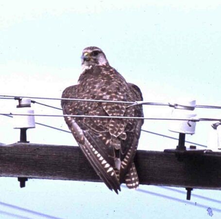 Saker Falcon - ML725147