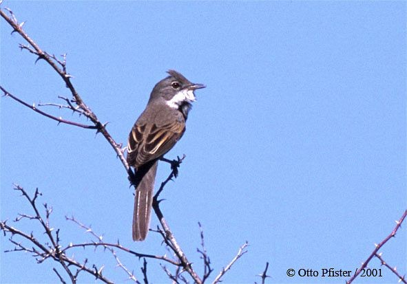 Greater Whitethroat - ML725155