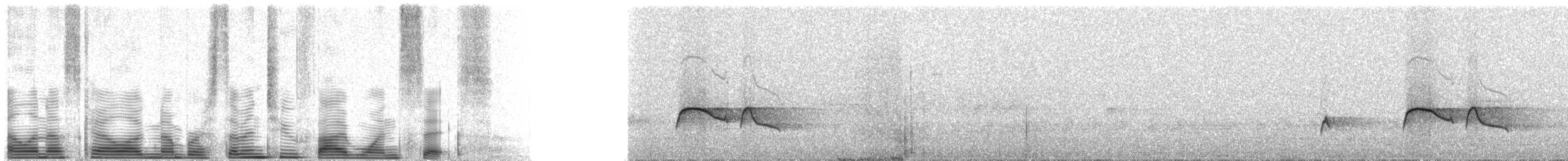 tyranovec severský - ML72516