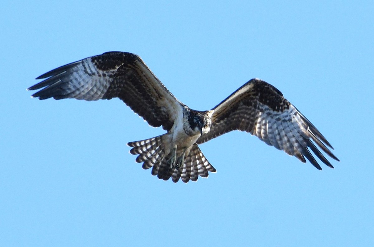 Osprey - Barry Blust